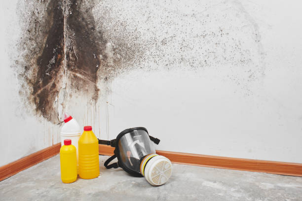 Professional Mold Removal in Red Oak, IA