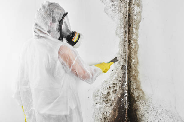 Office Mold Removal Services in Red Oak, IA